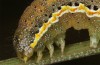 Lacanobia blenna: Raupe im letzten Stadium (Nordgriechenland, Thessaloniki, Ende Oktober 2023) [M]
