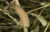 Lacanobia blenna: Raupe im letzten Stadium (Nordgriechenland, Thessaloniki, Ende Oktober 2023) [M]