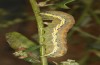 Lacanobia blenna: Larva in the ultimate instar (N-Greece, Thessaloniki, late October 2023) [M]