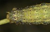 Lacanobia blenna: Larva in the ultimate instar (N-Greece, Thessaloniki, late October 2023) [M]