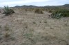 Agrotis boetica: Larval habitat (S-Spain, E-Andalusia, Cabo de Gata, Ende März 2015) [N]