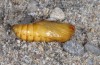 Agrotis boetica: Male pupa (e.l. rearing S-Spain, Andalusia, Cabo de Gata, larva in late March 2015) [S]