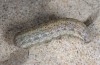 Agrotis boetica: Larva (S-Spain, E-Andalusia, Cabo de Gata, Ende März 2015) [M]