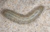 Agrotis boetica: Larva (S-Spain, E-Andalusia, Cabo de Gata, Ende März 2015) [S]