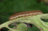 Polia bombycina: Halbwüchsige Raupe (Kanisfluh, 03. Oktober 2009) [M]