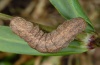 Polia bombycina: Half-grown larva (Kanisfluh, October 2009) [S]