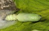 Lamprotes c-aureum: Pupa (e.l. Aichstetten near Leutkirch, May 2013) [S]