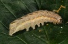 Xestia c-nigrum: Raupe [S]