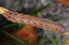 Xestia c-nigrum: Raupe [S]