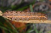Xestia c-nigrum: Raupe [S]