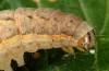 Xestia c-nigrum: Larva [S]