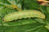 Xestia c-nigrum: Raupe (grüne Form, Sao Miguel, November 2013) [M]