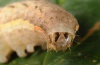 Xestia c-nigrum: Raupe [S]