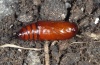 Xestia c-nigrum: Pupa (e.l. eastern Swabian Alb, Southern Germany 2008) [S]