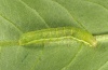 Xestia c-nigrum: Young larva (Upper Rhine, Hügelsheim, September 2012) [M]