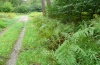 Xestia c-nigrum: Larval habitat along a forest trail in a floodplain forest in the Upper Rhine Valley (September 2012) [N]