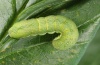 Xestia c-nigrum: Halbwüchsige Raupe [S]