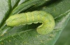 Xestia c-nigrum: Half-grown larva [S]