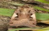 Xestia c-nigrum: Falter (e.l. Azoren, Sao Miguel, Raupe im November 2013) [S]