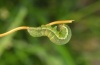 Xestia c-nigrum: Young larva (eastern Swabian Alb, Southern Germany, September 2011) [M]