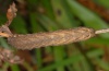 Xestia c-nigrum: Raupe (Madeira, Encumeada, März 2013) [M]