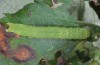 Phlogophora cabrali: Halbwüchsige Raupe (Azoren, San Miguel, Monte Escuro, Dezember 2014) [M]