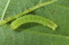 Phlogophora cabrali: Half-grown larva (Azores, San Miguel, Monte Escuro, December 2014) [M]