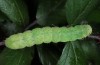 Phlogophora cabrali: Larva in last instar (e.l. Azores, San Miguel, Monte Escuro, December 2014) [S]