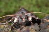 Phlogophora cabrali: Male (e.l. Azores, San Miguel, Serra de Àgua de Pau, larva in December 2014) [S]