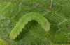 Phlogophora cabrali: Young larva (Azores, Pico Island, December 2014) [M]