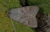 Ammoconia caecimacula: Weibchen