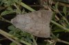 Ammoconia caecimacula: Weibchen