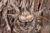 Diloba caeruleocephala: Female (e.l. rearing, Greece, Lesbos Island, larva in May 2019) [S]