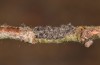 Diloba caeruleocephala: Batch of eggs (e.l. rearing, Greece, Lesbos Island, larva in May 2019) [S]