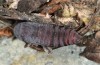 Diloba caeruleocephala: Pupa (e.l. rearing, Greece, Lesbos Island, larva in May 2019) [S]