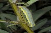 Diloba caeruleocephala: Larva (Greece, Lesbos Island, May 2019) [S]