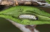 Diloba caeruleocephala: Young larva (breeding photo, e.l. rearing, Greece, Lesbos Island, larva in May 2019) [S]