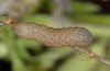 Hadena caesia: Larva in penultimate instar (Kanisfluh, July 2010) [S]