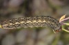 Hadena caesia: Larva (Phalakron, 2000m above sea level, July 2011) [S]