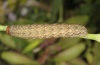 Hadena caesia: Larva (e.l. Olympus 2012) [S]