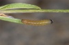 Hadena caesia: L1-larva (Kanisfluh, July 2011) [S]