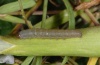 Hadena caesia: Young larva L2 (Kanisfluh, 2010) [S]