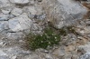 Hadena caesia: Silene saxifraga, eine Raupennahrungspflanze am Olymp in etwa 2600m NN, August 2012. [N]