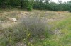 Drasteria cailino: Larvalhabitat an einem Straßenrand mit Purpurweiden (Nordgriechenland, Vitsi, Anfang Juli 2013). Vom schütteren Busch im Vordergrund klopfte ich einige jüngere Raupen. [N]