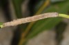Drasteria cailino: Half-grown larva (Spain, Teruel, late August 2013) [M]