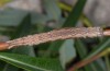 Drasteria cailino: Larva (e.l. N-Greece, Vitsi, July 2013) [S]
