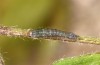 Clemathada calberlai: Young larva (Switzerland, Valais, Stalden, early July 2019) [M]