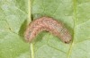 Clemathada calberlai: Half-grown larva (Switzerland, Valais, Stalden, early July 2019) [S]