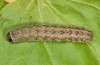 Clemathada calberlai: Larva (e.l. Switzerland, Valais, Stalden, young larva in early July 2019) [S]