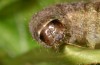 Clemathada calberlai: Larva (e.l. Switzerland, Valais, Stalden, young larva in early July 2019) [S]